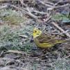 View the image: Yellowhammer (male)