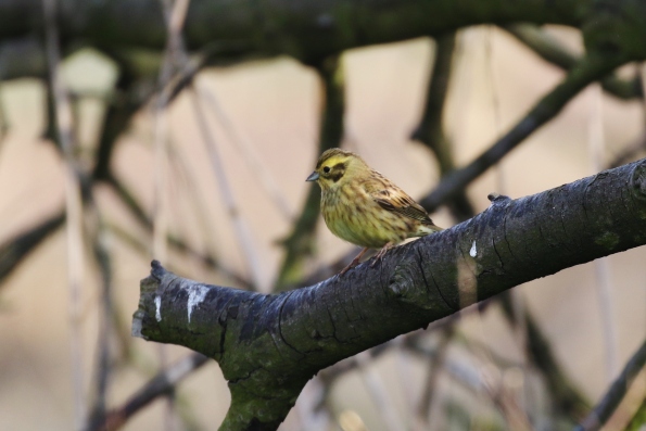 Yellowhammer (male)