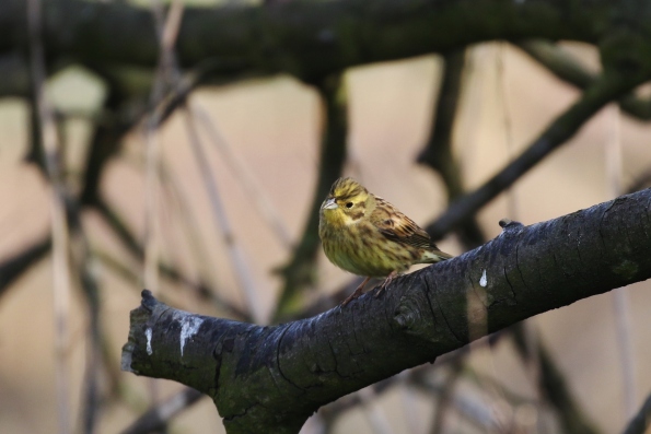 Yellowhammer (male)