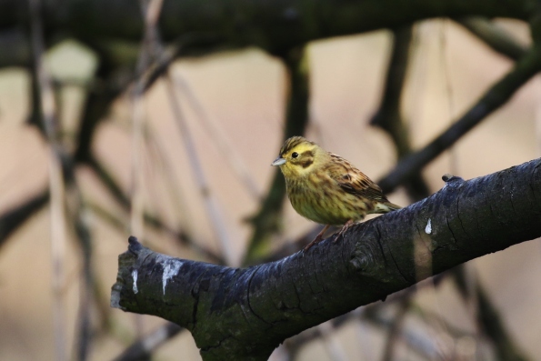 Yellowhammer (male)