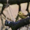 View the image: Yellowhammer (male)