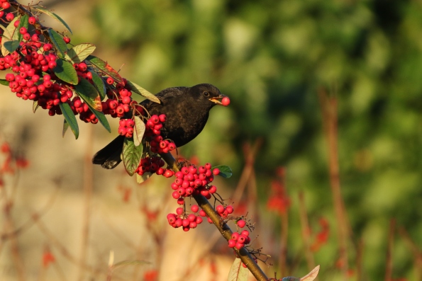 Blackbird (male)