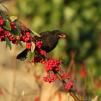 View the image: Blackbird (male)