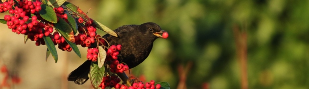 RSPB Old Moor:
Blackbird (male)