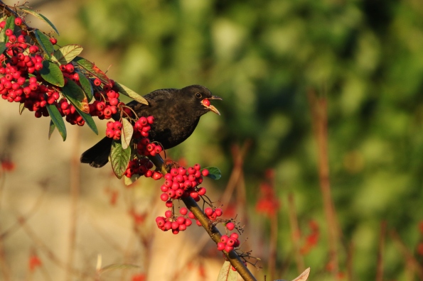 Blackbird (male)