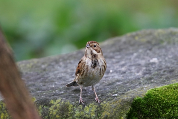 Reed Bunting (female)