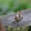 View the image: Reed Bunting (female)