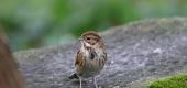 View the Album: RSPB Old Moor
 5 images